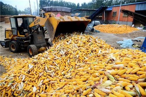 山东提升粮食产能纪实：沃野良种，丰收有方