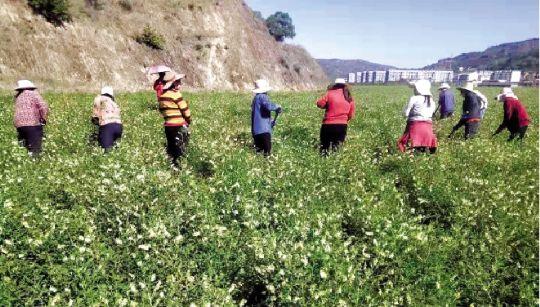 扬子江药业领跑有机黄芪标准化种植，助推乡村产业振兴