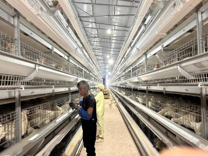 政企携手 赋能蛋鸡产业腾飞